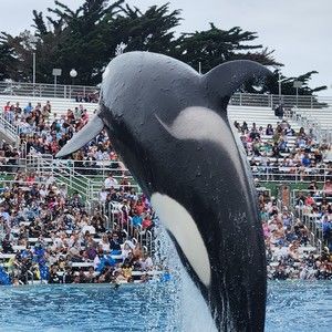 Meet your Posher, Anne